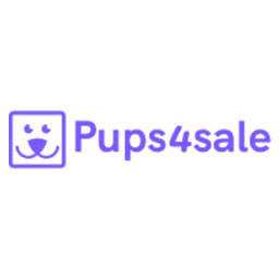 Bichon Frise purebred puppies