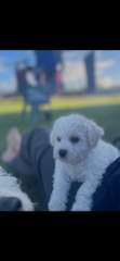 Bichon Frise purebred puppies